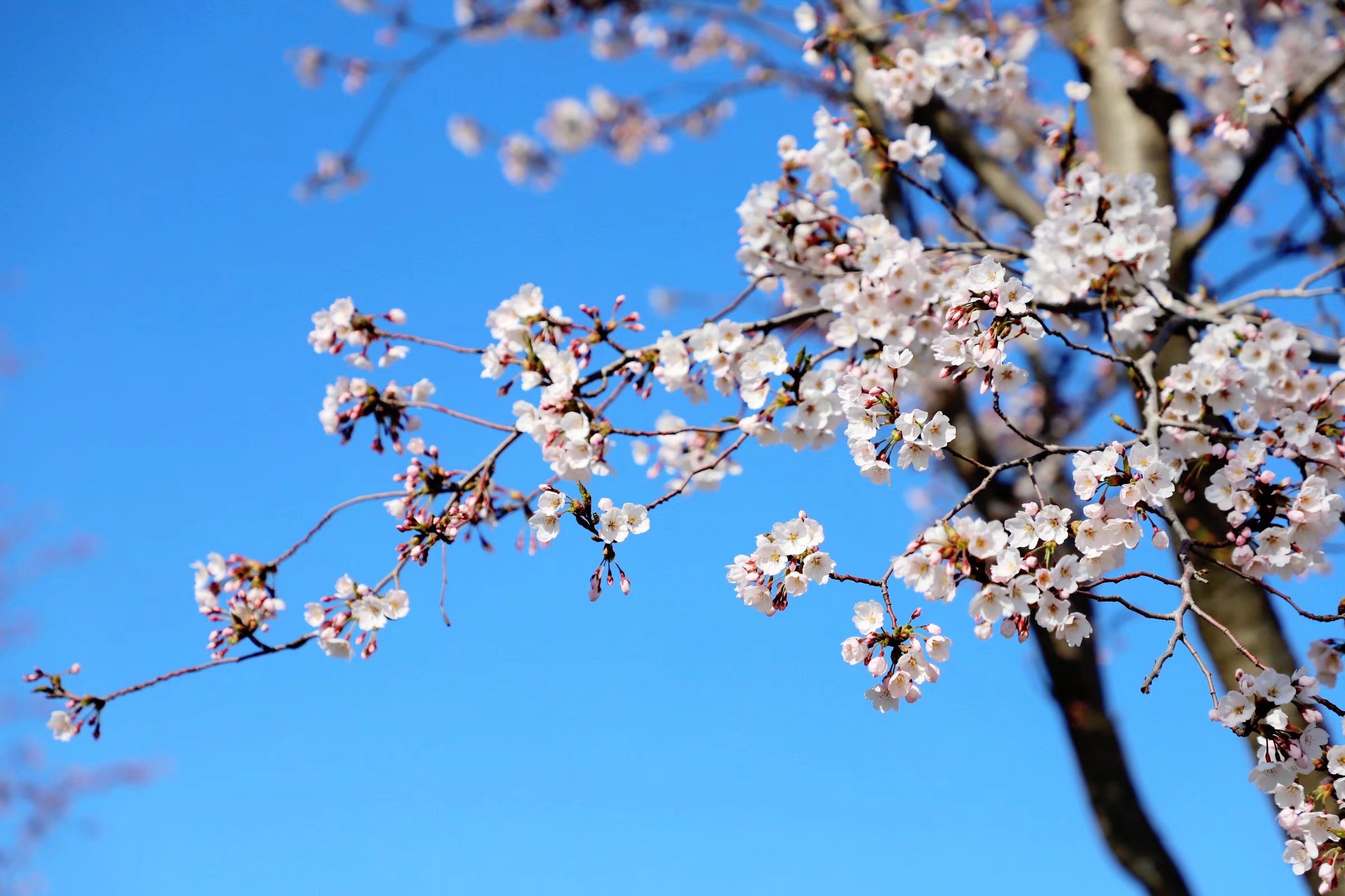 春天樱花繁花盛开自然风景摄影图高清摄影大图-千库网